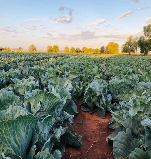 About Agri-Grow Fund